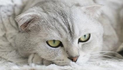 昭通最新24小时在线上门回收方法分析(最方便真实的昭通本地上门回收方法)